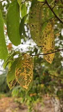 Infested leaves Stock Photos