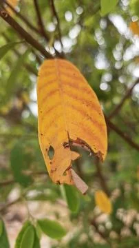 Infested leaves Stock Photos