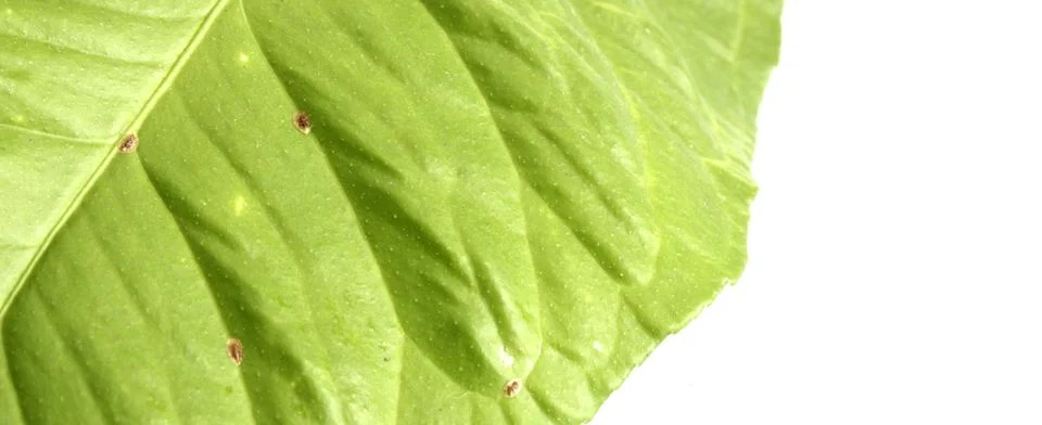 Infested lemon leaf Stock Photos