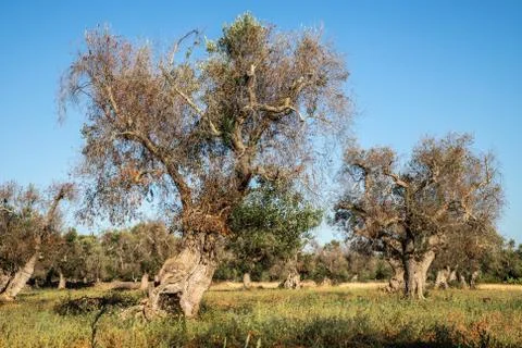 Infested olive trees (bacterium Xylella Fastidiosa), Salento Foto stock