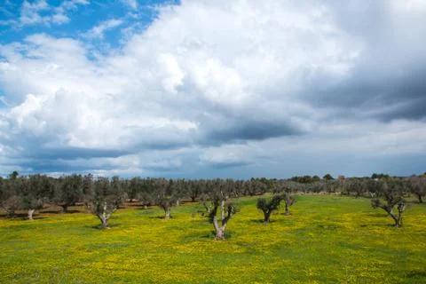 Infested olive trees (bacterium Xylella Fastidiosa), Salento, South Italy Stock Photos