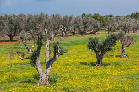 Infested olive trees (bacterium Xylella Fastidiosa), Salento, South Italy Foto stock