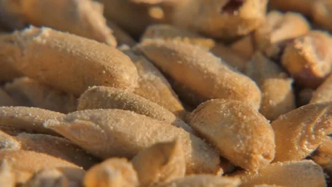 Infested wheat seeds as metaphor for invisible threat , panning Видео 334619894