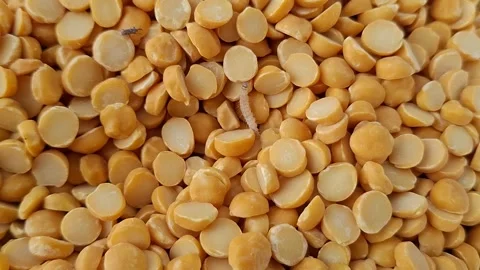 Infested Yellow Split Peas Close-Up with Insects and Worms Video stock 309411815
