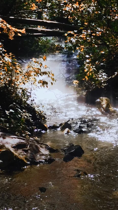 Infinite loop, Magical forest creek with sunlight rays. Vertical Video stock 219896155