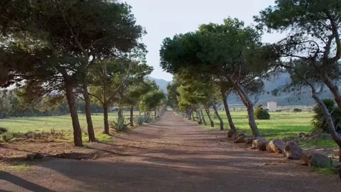 Infinite sand path with trees on its edges 库存影片 232952839