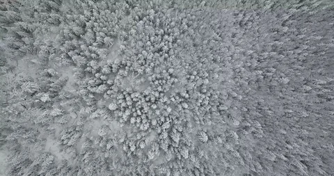 Infinite snowy tree tops from above. Landscape top down view Stock Footage