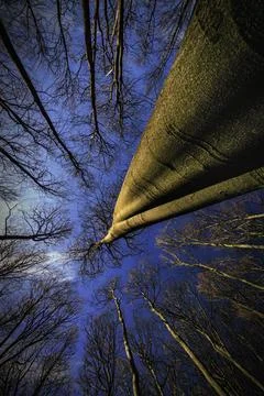 Into the Infinity of the Forest Stock Photos