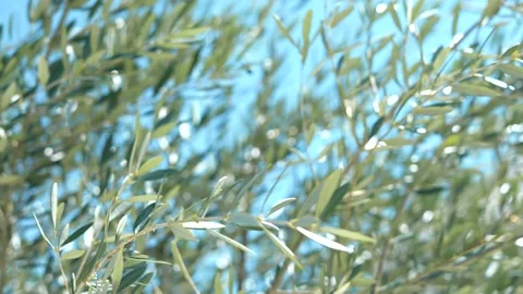 Infinity pool on a hot summer day Stock Footage 155814292