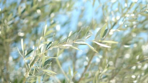 Infinity pool on a hot summer day Stock Footage 155814293