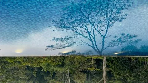 Infinity pool mirrors a lone tree and distant forest beneath a calm cloudy sk Stock Photos