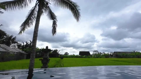 Infinity pool with paddy field and coconut tree Stock Footage 237851952