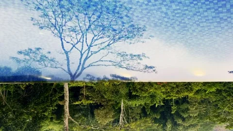 Infinity pool reflects a solitary tree and lush forest beneath a cloudy sky. Stock Footage 340115519