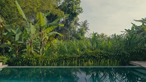 Infinity Pool View in Tropical Lush Garden with Banana and Pandan Leaves at Stock Footage 329025093