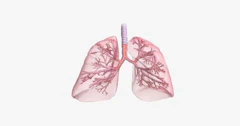 Inflammation and constriction of airways Stock Illustration