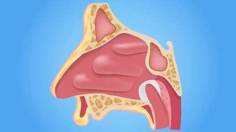 Inflammation sinus . nasal anatomy graphic animation Stock Footage