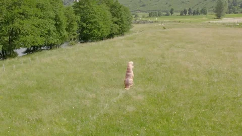 Inflatable Dinosaur Costume Running Alone Across Open Meadow with Hills and 스톡 동영상 331065487