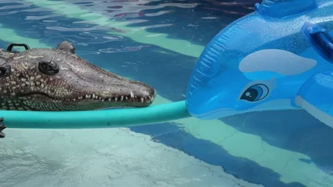 Inflatable floats with blue pool noodle on swimming pool water Stock Footage 328427763