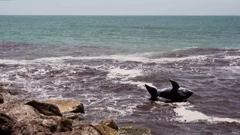 Inflatable killer whale abandoned in the open sea, contaminated and dirty water Stock Footage 156665400