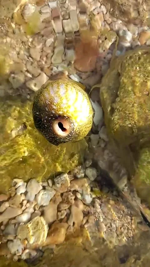 Inflated Green Puffer Fish Floating in Shallow Ocean Washed by Waves – Vertical  Stock Footage 330039768