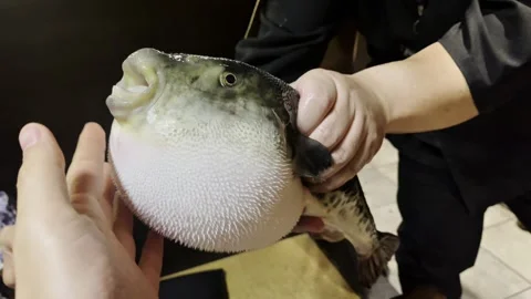 Inflated Pufferfish Being Held In Hands Stock Footage 339933164