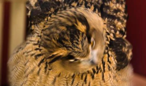 Inflating its feathers Stock Photos