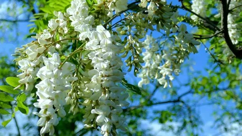 The inflorescence of acacia tree  in spring Video stock 274065259