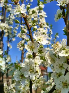 Inflorescence on apple tree Stock Photos