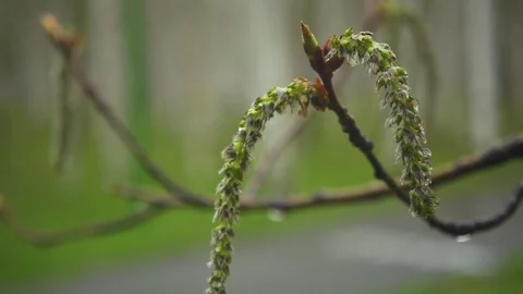 Inflorescence of aspen after rain on a branch. Slow mo Stock Footage
