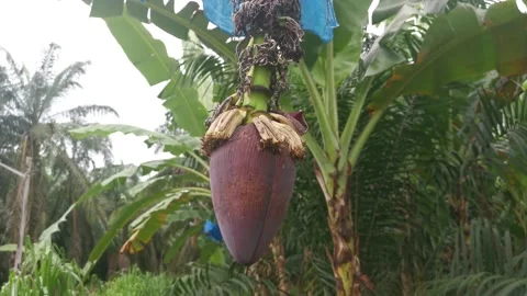 Inflorescence of the banana Video stock 157249816