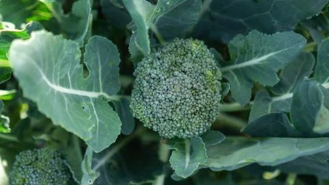 Inflorescence of broccoli cabbage close-up. Stock Photos