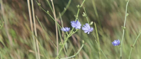 Inflorescence of chicory in the field 4K scope video Stock Footage 313602075