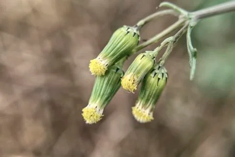 Inflorescence of the common groundsel close-up on the background of the earth Stock Photos