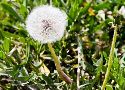 Inflorescence dandelion Stock Photos