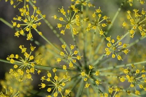 Inflorescence dill Stock Photos