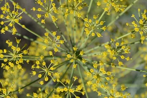 Inflorescence dill Fotos de archivo