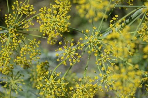 Inflorescence dill Stock Photos