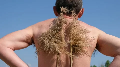 The inflorescence of dry reeds on a man's back flutter like the wings of a bird. Video stock 152575481