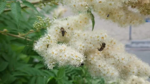 Inflorescence of the false spiraea with insects in overcast morning Stock Footage 246041624