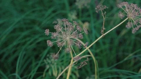 Inflorescence of flower umbrella Stock Footage 88852017