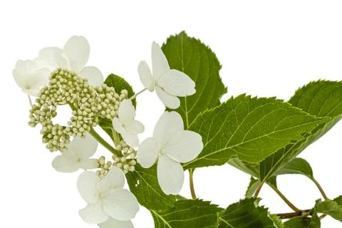 Inflorescence of hydrangea, lat. Hydrangea paniculata, isolated on white back Stock Photos