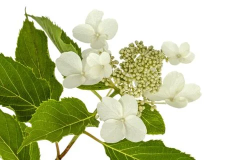 Inflorescence of hydrangea, lat. Hydrangea paniculata, isolated on white back Stock Photos