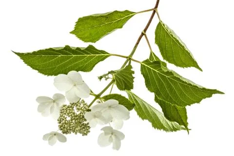 Inflorescence of hydrangea, lat. Hydrangea paniculata, isolated on white back Stock Photos