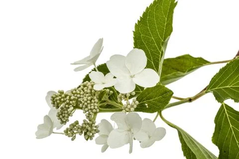 Inflorescence of hydrangea, lat. Hydrangea paniculata, isolated on white back Stock Photos