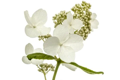 Inflorescence of hydrangea, lat. Hydrangea paniculata, isolated on white back Stock Photos