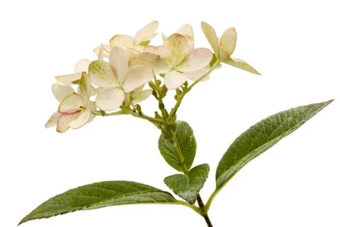 Inflorescence of hydrangea, lat. Hydrangea paniculata, isolated on white back Stock-Fotos