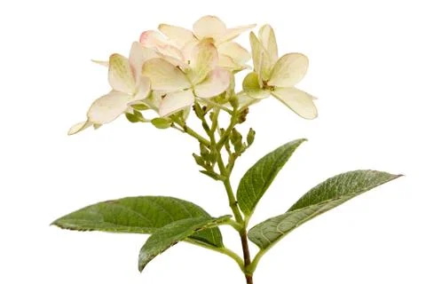 Inflorescence of hydrangea, lat. Hydrangea paniculata, isolated on white back Stock Photos