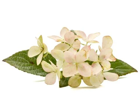 Inflorescence of hydrangea, lat. Hydrangea paniculata, isolated on white back Stock-Fotos
