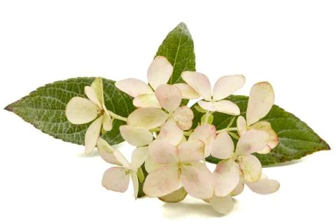Inflorescence of hydrangea, lat. Hydrangea paniculata, isolated on white back Stock Photos