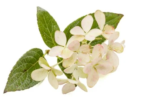Inflorescence of hydrangea, lat. Hydrangea paniculata, isolated on white back Stock Photos